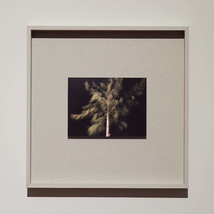 Ironwood Is a Whistling Tree